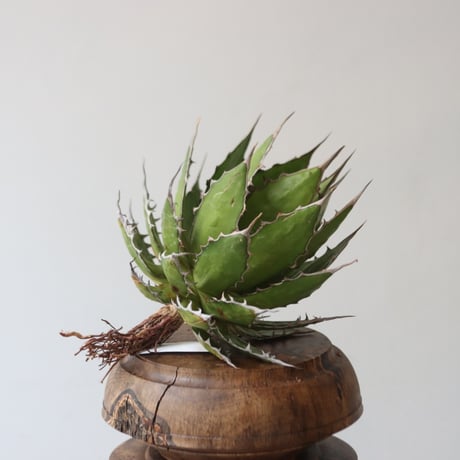 U.S. horrida (Agave horrida) / Style of Chika　no.1227-19
