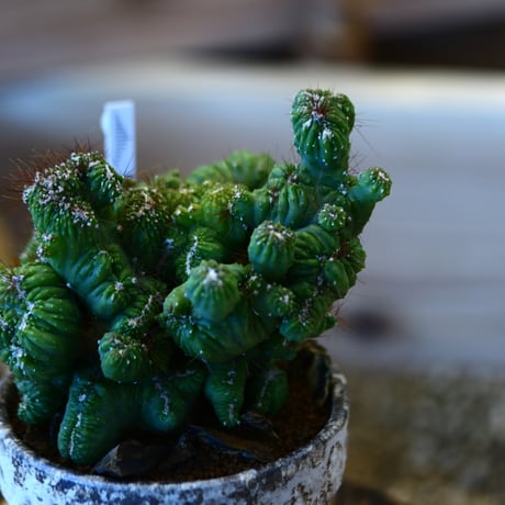 YAMABACHI ver. takero pot × Cereus variabilis f. monstrosus  no.1119-17