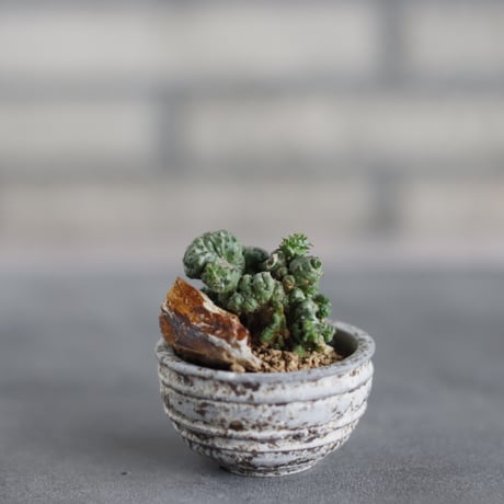 Euphorbia horrida 棘無しホリダ綴化 × takero pot (2号)  no.419/81