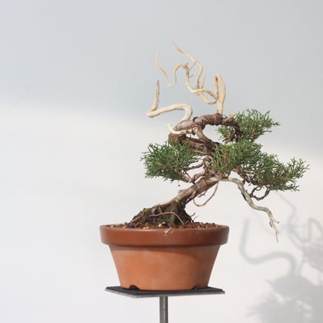 真柏 / YOSHIZAWA3-SHOHINBONSAI   no.223-46