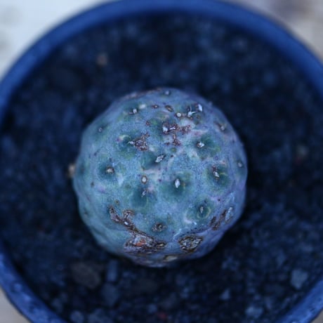 テフロカクタス  ゲオメトリクス／Tephrocactus geometricus   no.122650