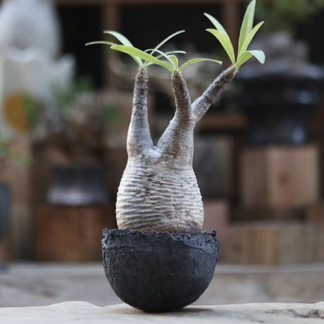 パキポディウム  グラキリス／Pachypodium  gracilius   no.102334