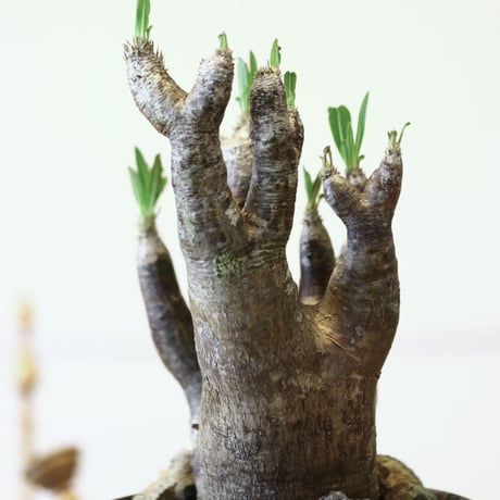 パキポディウム イノピナツム / Pachypodium Inopinatum   no.52111