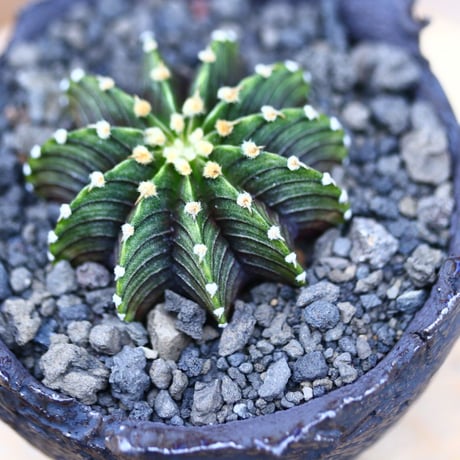 ギムノカリキウム   フィードリッフィーLB2178／Gymnocalycium friedrichii    no.40380