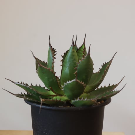 Agave horrida    no.920-26