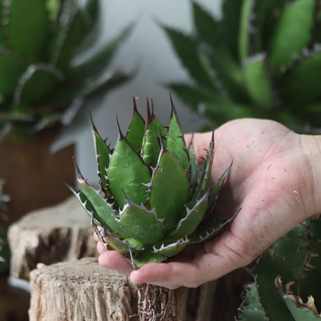 U.S. horrida (Agave horrida) / Style of Chika　no.1203-67