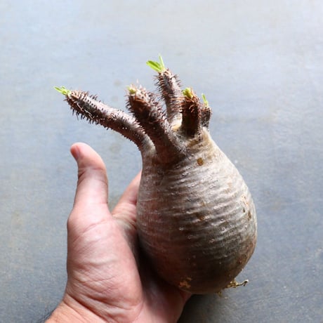 パキポディウム グラキリス 抜苗  Pachypodium rosulatum var. gracilius no.92936