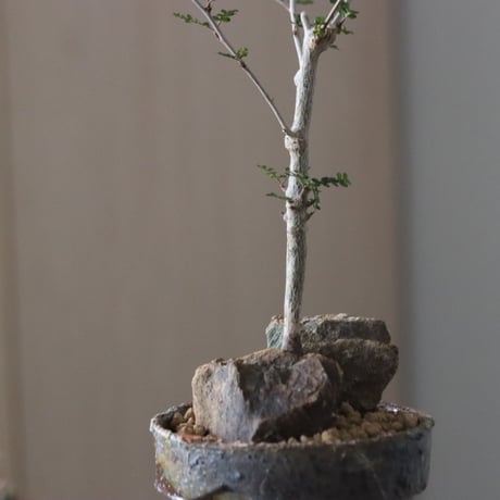 Operculicarya decaryi × YAMABACHI var. 六本芽　no.61603