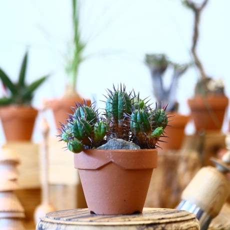 YAMABACHI × Euphorbia ferox   no.100121