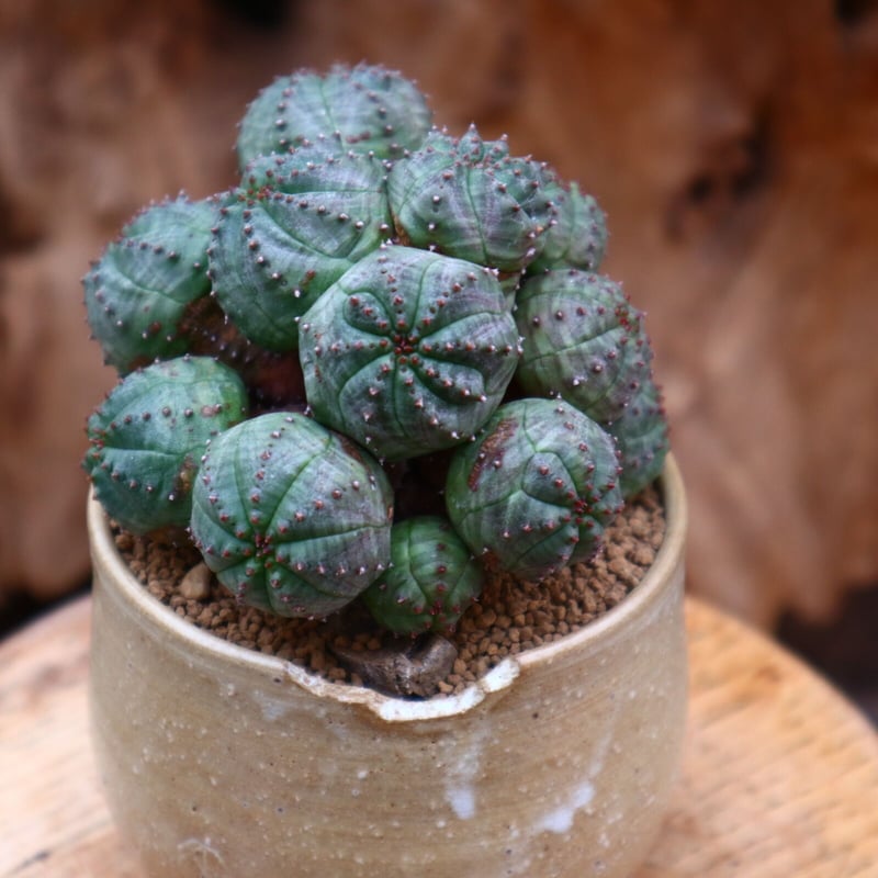 ユーフォルビア オベサ hyb. / Euphorbia obesa hyb. no.
