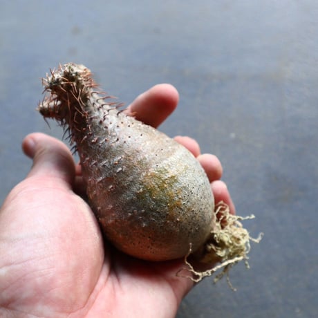 パキポディウム グラキリス 抜苗  Pachypodium rosulatum var. gracilius no.92927