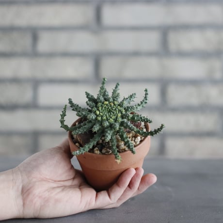 Euphorbia gorgonis (ゴルゴニス) / T.W. × YAMABACHI (3号) no.329/19
