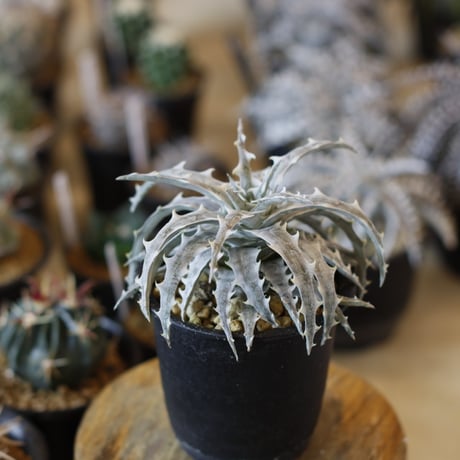 Dyckia ‘Little Wing' F2 (3号鉢)  no.1226/42