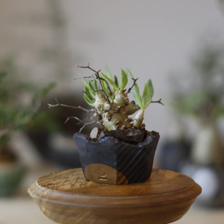 【美形】万物想　塊根幅20センチ超 美形】万物想 塊根幅20センチ超 Amazon｜【現品限り】チレコドン