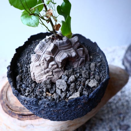 ディオスコレア   亀甲竜    Dioscorea elephantipe  no.20320