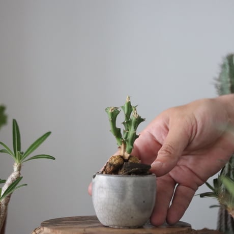 Euphorbia knuthii × N/OH  no.51202