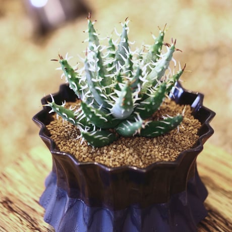 アロエ エリナケア / Aloe melanacantha ssp. var. erinacea  no.52123