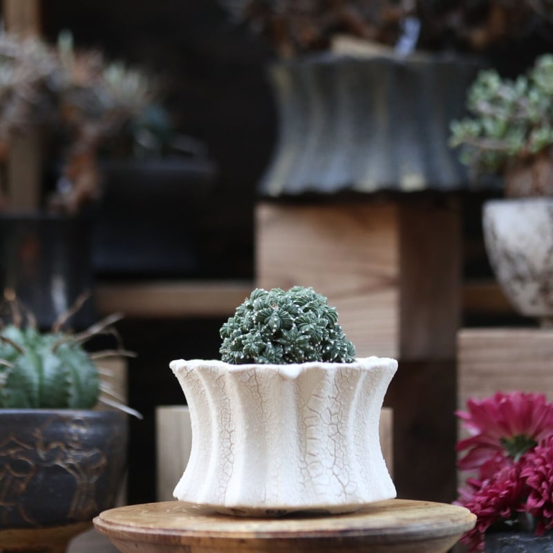 アズテキウム 花籠 (Aztekium ritteri) Aztekium ritteri【アズテキウム・花籠・実生】 | RIMO'S GREEN