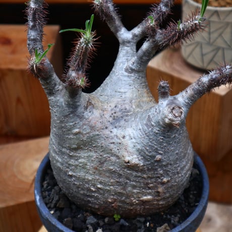 パキポディウム  グラキリス／Pachypodium  gracilius     no.61903
