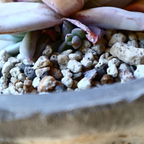 エケベリア  メキシカンジャイアント   Echeveria colorata 'Mexican Giant'.   no.40719