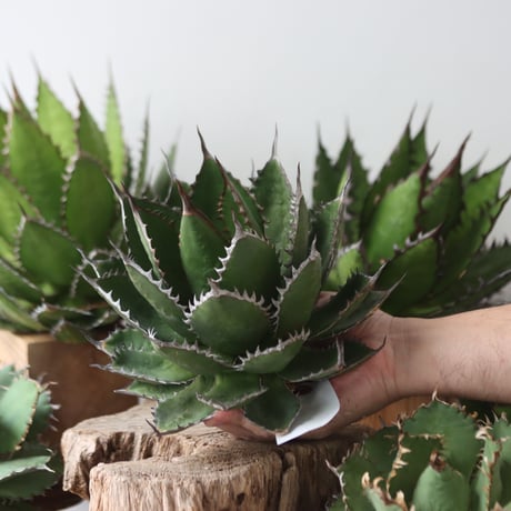 U.S. horrida (Agave horrida) / Style of Chika　no.1203-55
