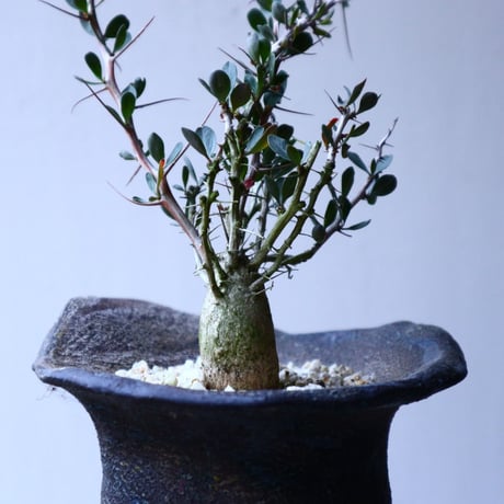 フォークイエリア  コルムナリス  Fouquieria columnari   no.20321