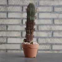 Euphorbia stellispina (秋星冠) × YAMABACHI (3号) no.607/37