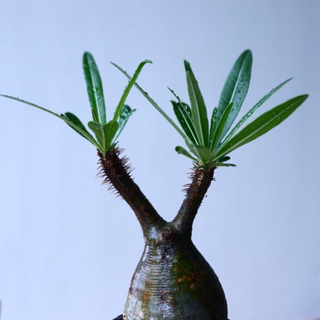 パキポディウム グラキリス   Pachypodium rosulatum var. gracilius no.92743