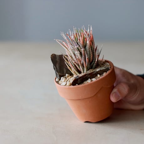 Haworthia 鼓笛錦 × YAMABACHI (3号)  no.104/21