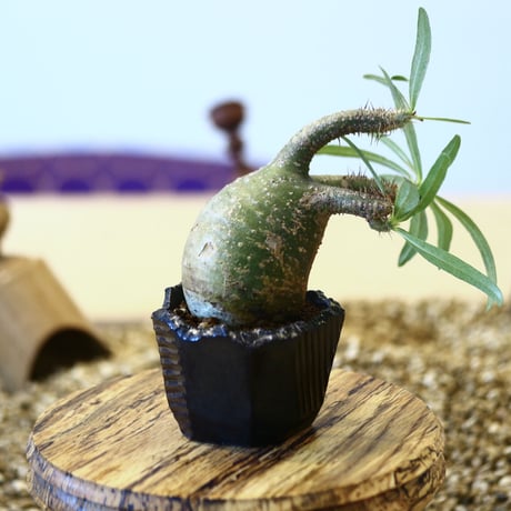 N/OH × Pachypodium  gracilius    no.61831