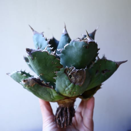 アガベ   チタノタ 　 Agave  titanota   no.111024