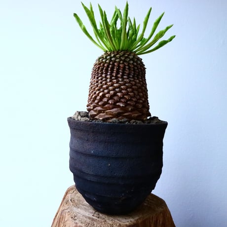 ユーフォルビア    鉄甲丸    Euphorbia bupleurifolia  No.025