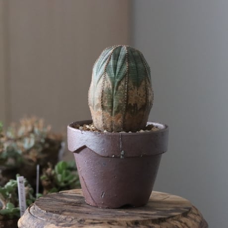 Euphorbia obesa  × YAMABACHI var. 六本芽  no.61609