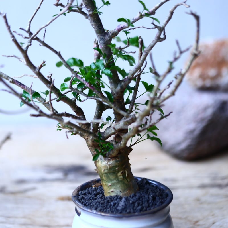 コミフォラ フンベルティ commiphora humbertii no.92717 |
