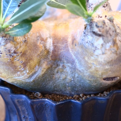 Pachypodium densiforum × soso    no.100840