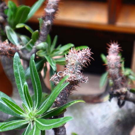 パキポディウム  グラキリス／Pachypodium  gracilius       no.71036