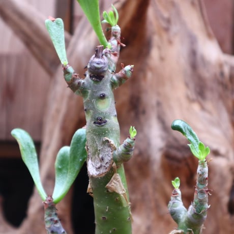 チレコドン パニクラータ / Tylecodon paniculatus / 発根済み   no.31268