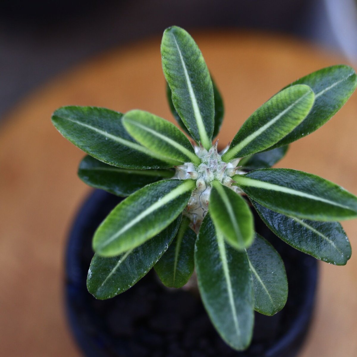 パキポディウム タッキー/Pachypodium'Tackyi' no.9120 パキポディウム タッキー/Pachypodium'Tackyi' no.9120