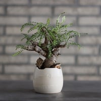 たけろうポット/ チギリ / スミ / LL たけろうポット/ チギリ / スミ / LL no.623-74 | 芽の巣山