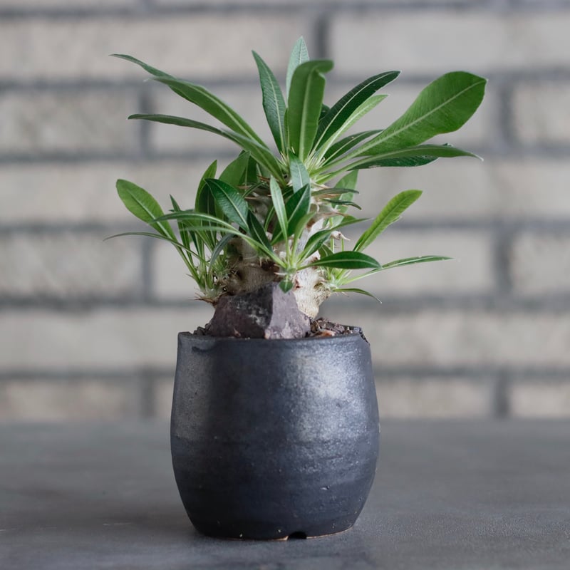 Pachypodium 恵比寿大黒 × N/OH (2.5号) no.817-38 | 芽の巣山