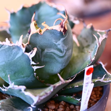 【9/9入荷未発根未活着ベアルート植込み】 Agave titanota White Whale    no.91771