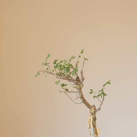 Bursera fagaroides × Atsushi Funakushi (4号鉢)  no.323/14
