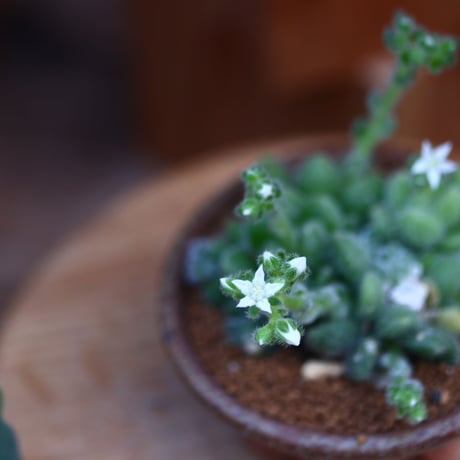 セダム  モシニアナム (新ヒントニー)／Sedum mocinianum   no.30633