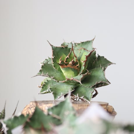 Agave titanota solareclipse / Style of Chika　no.42144
