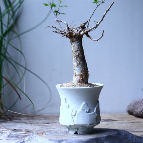 コミフォラ フンベルティ commiphora humbertii   no.101818