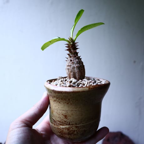 パキポディウム  ウィンゾリー   Pachypodium baronii var. windsori    no.102742