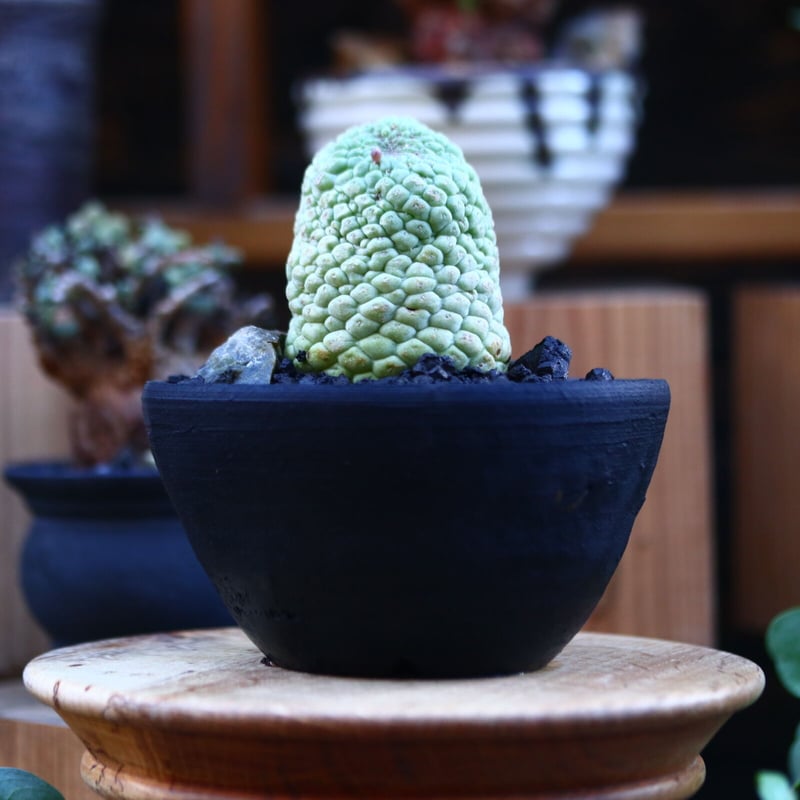 ラリレアキア カクティフォルメ 仏頭玉／Larryleachia cactiformis n