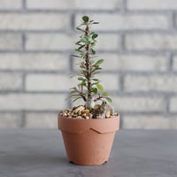 Fouquieria fasciculata × YAMABACHI (3号) / twurue  no.621/37