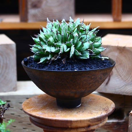 アガベ チタノタ フィリグリー ／Agave titanota "Filigree crested    no.82945