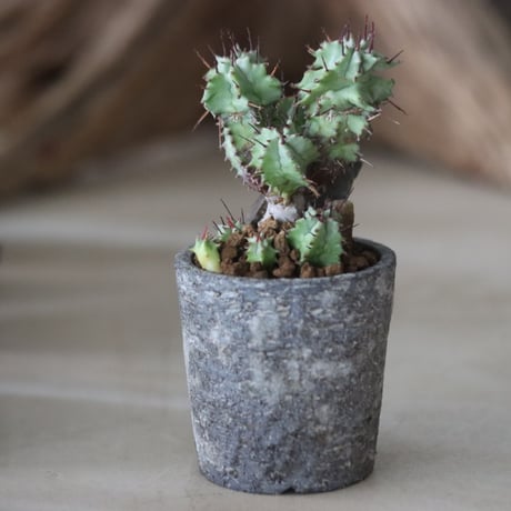 Euphorbia horrida f. monstruosa × たけろうポット 　no.63025